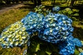 Flores, hydrangea wild field, azores island, portugal Royalty Free Stock Photo