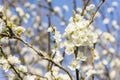 Late Winter Flowers Royalty Free Stock Photo