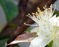exotic white miniature flower