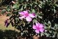 Flowers in a sunny day