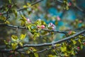 Florescence of apple tree in the garden close-up spring shot Royalty Free Stock Photo