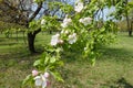 Florescence of apple in orchard in April