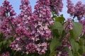 Florescence branches of lilacs