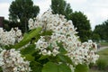 Florescence of catalpa tree in June Royalty Free Stock Photo