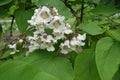 Florescence of catalpa tree in june Royalty Free Stock Photo