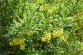 Florescence of barberry bush in spring