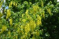 Florescence of common laburnum in May Royalty Free Stock Photo