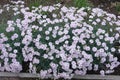 Florescence of Dianthus deltoides in the garden