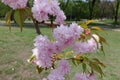 Florescence of double flowered sakura in April