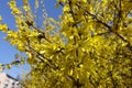 Florescence of forsythia against blue sky