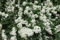 Florescence of germander meadowsweet bush in May