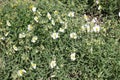 Florescence of Helianthemum apenninum in May