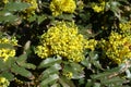 Florescence of holly-leaved mahonia in spring Royalty Free Stock Photo