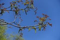 Florescence of Juglans regia tree in spring