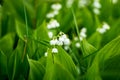 Forest, wild flowers. delicate flowers against a background of pine forest in May and April.Spring landscape. flowers Royalty Free Stock Photo