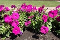 Florescence of magenta-colored petunias in mid June