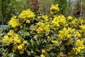 Florescence of Mahonia aquifolium in April Royalty Free Stock Photo