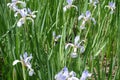 Florescence of butterfly irises in june Royalty Free Stock Photo