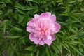 Florescence of pink peony in mid May