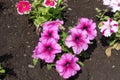 Florescence of pink petunias in May