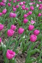 Florescence of pink tulips in April Royalty Free Stock Photo