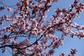 Florescence of Prunus pissardii in spring Royalty Free Stock Photo