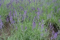 Florescence of purple lavender in June Royalty Free Stock Photo