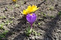 Florescence of purple and yellow Crocus vernus Royalty Free Stock Photo