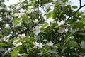 Florescence of quince tree in May Royalty Free Stock Photo