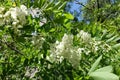 Florescence of Robinia pseudoacacia tree in May