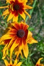 Florescence of rudbeckia red on flower bed Royalty Free Stock Photo