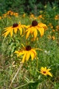 Florescence of rudbeckia red on flower bed Royalty Free Stock Photo