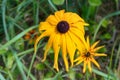 Florescence of rudbeckia red on flower bed Royalty Free Stock Photo