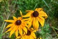 Florescence of rudbeckia red on flower bed Royalty Free Stock Photo