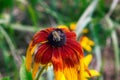 Florescence of rudbeckia red on flower bed Royalty Free Stock Photo