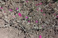 Florescence of Silene coronaria in June