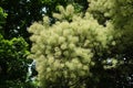 Florescence of smoke bush in summer Royalty Free Stock Photo
