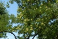 Florescence of Sophora japonica against blue sky in July