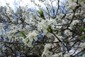 Florescence of sour cherry in mid April