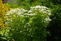 Florescence of Tanacetum parthenium in June Royalty Free Stock Photo