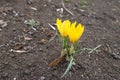 Florescence of two yellow crocuses in March Royalty Free Stock Photo