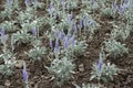 Florescence of Veronica incana