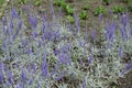 Florescence of Veronica spicata incana in June Royalty Free Stock Photo