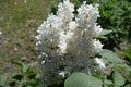 Florescence of white lilac bush in spring Royalty Free Stock Photo