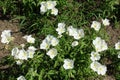 Florescence of white Oenothera speciosa in June Royalty Free Stock Photo