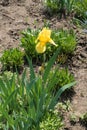 Florescence of yellow bearded iris in spring Royalty Free Stock Photo