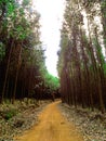 Floresta de eucalipto cortada por Por estrada de terra