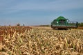 Floresti, Moldova. September 11, 2019: Green Harvesting working on a sorghum filed. Harvest season in raion of Floresti