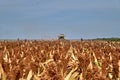 Floresti, Moldova. September 11, 2019: Harvesting working on a sorghum filed. Harvest season in raion of Floresti