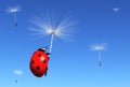 Floret carries a ladybug